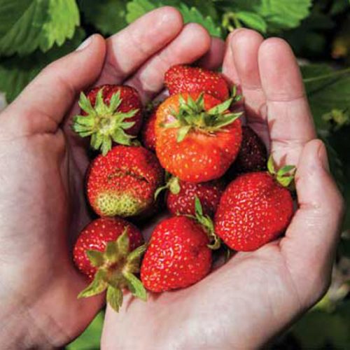 Grow Antique Strawberry Plants